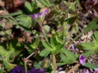 Geranium molle Hällevik, Stenshuvud, Simrishamn, Skåne, Sweden 20150503_0089