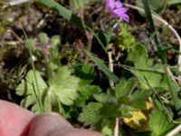 Geranium molle Hällevik, Stenshuvud, Simrishamn, Skåne, Sweden 20150503_0093