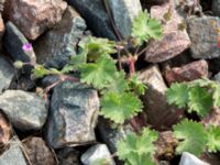 Geranium molle Järnvägen mellan Saxgatan och Hammargatan, Mellersta hamnen, Malmö, Skåne, Sweden 20160521_0017