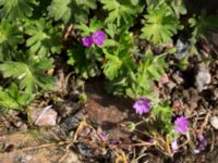 Geranium molle Kulla Gunnarstorp, Helsingborg, Skåne, Sweden 20150515_0345