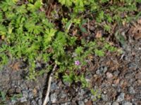 Geranium molle Lokstallarna, Malmö, Skåne, Sweden 20150625_0057