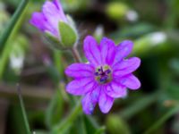 Geranium molle Malmödammen, Tygelsjö ängar, Malmö, Sweden 20140510_0009