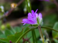 Geranium molle Malmödammen, Tygelsjö ängar, Malmö, Sweden 20140510_0011