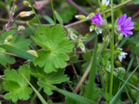 Geranium molle Malmödammen, Tygelsjö ängar, Malmö, Sweden 20140510_0012