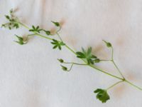 Geranium molle Midsommarängen, Norra Friluftsstaden, Malmö, Skåne, Sweden 20160802_0001