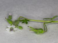 Geranium molle Midsommarängen, Norra Friluftsstaden, Malmö, Skåne, Sweden 20160802_0005