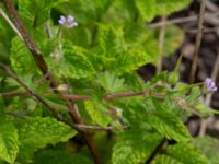 Geranium molle Ruderatyta Marsgatan, Malmö, Skåne, Sweden 20220615_0039