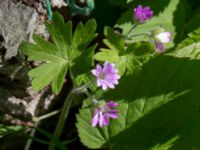 Geranium molle Solviken, Mölle, Höganäs, Skåne, Sweden 20150515_0202