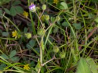 Geranium molle Svanetorpsvägen, Åkarp, Lomma, Skåne, Sweden 20150603_0018