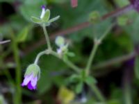 Geranium molle Svanetorpsvägen, Åkarp, Lomma, Skåne, Sweden 20150603_0032