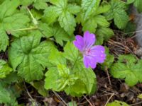 Geranium nodosum Neptunigatan, Malmö, Skåne, Sweden 20221018_IMG_8363