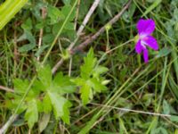 Geranium palustre Kungsmarken, Lund, Skåne, Sweden 20150727_0020