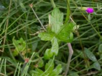 Geranium palustre Kungsmarken, Lund, Skåne, Sweden 20150727_0024