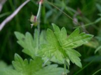 Geranium palustre Kungsmarken, Lund, Skåne, Sweden 20170717_0065