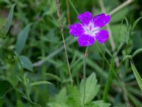 Geranium palustre Kungsmarken, Lund, Skåne, Sweden 20170717_0066