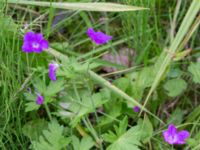 Geranium palustre Kungsmarken, Lund, Skåne, Sweden 20170717_0067