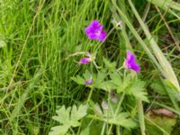 Geranium palustre Kungsmarken, Lund, Skåne, Sweden 20170717_0115