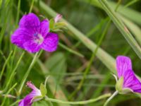 Geranium palustre Kungsmarken, Lund, Skåne, Sweden 20170717_0116