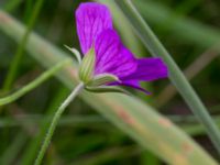 Geranium palustre Kungsmarken, Lund, Skåne, Sweden 20170717_0117