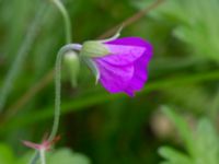 Geranium palustre Kungsmarken, Lund, Skåne, Sweden 20220715_0026