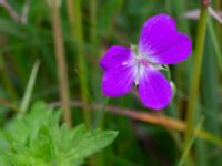 Geranium palustre Kungsmarken, Lund, Skåne, Sweden 20220715_0027