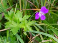 Geranium palustre Kungsmarken, Lund, Skåne, Sweden 20220715_0029