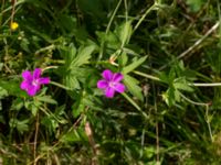 Geranium palustre Linnebjers naturreservat, Lund, Skåne, Sweden 20220721_0017