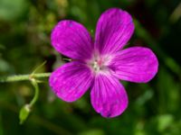 Geranium palustre Linnebjers naturreservat, Lund, Skåne, Sweden 20220721_0018