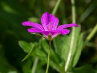 Geranium palustre Linnebjers naturreservat, Lund, Skåne, Sweden 20220721_0019