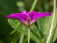 Geranium palustre Linnebjers naturreservat, Lund, Skåne, Sweden 20220721_0020