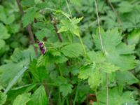 Geranium phaeum Bäckhalladalen, Simrishamn, Skåne, Sweden 20190518_0100