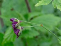 Geranium phaeum Bäckhalladalen, Simrishamn, Skåne, Sweden 20190518_0101