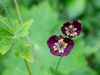 Geranium phaeum Bäckhalladalen, Simrishamn, Skåne, Sweden 20190518_0102