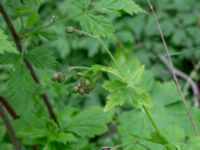 Geranium phaeum Bäckhalladalen, Simrishamn, Skåne, Sweden 20190518_0103