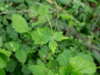 Geranium phaeum Bäckhalladalen, Simrishamn, Skåne, Sweden 20190518_0104