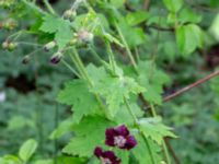 Geranium phaeum Bäckhalladalen, Simrishamn, Skåne, Sweden 20190518_0105