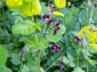 Geranium phaeum Borgarparken, Lund, Skåne, Sweden 20180517_0016