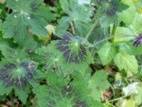 Geranium phaeum Borgarparken, Lund, Skåne, Sweden 20180517_0018