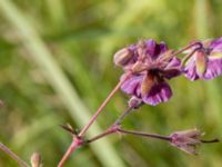 Geranium phaeum Pallersområdet, Åhus, Kristianstad, Skåne, Sweden 20170719_0255