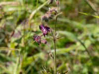 Geranium phaeum Pallersområdet, Åhus, Kristianstad, Skåne, Sweden 20170719_0257