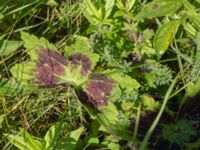 Geranium phaeum Pallersområdet, Åhus, Kristianstad, Skåne, Sweden 20170719_0259