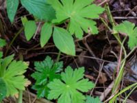 Geranium phaeum Ulricedal, Malmö, Skåne, Sweden 20190731_0024