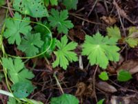 Geranium phaeum Ulricedal, Malmö, Skåne, Sweden 20190731_0025