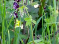 Geranium phaeum Ulricedal, Malmö, Skåne, Sweden 20200511_0005