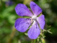 Geranium pratense Ängavallsparken, Vellinge, Skåne, Sweden 20240627_0057