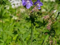 Geranium pratense Ödetomterna, Bunkeflo strandängar, Malmö, Skåne, Sweden 20220624_0039