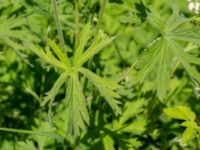 Geranium pratense Ödetomterna, Bunkeflo strandängar, Malmö, Skåne, Sweden 20220624_0041