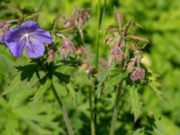 Geranium pratense Ödetomterna, Bunkeflo strandängar, Malmö, Skåne, Sweden 20220624_0042