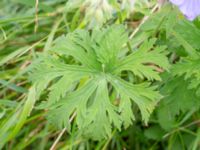 Geranium pratense Ödetomterna, Bunkeflo strandängar, Malmö, Skåne, Sweden 20240617_0079