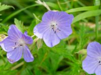 Geranium pratense Ödetomterna, Bunkeflo strandängar, Malmö, Skåne, Sweden 20240617_0080